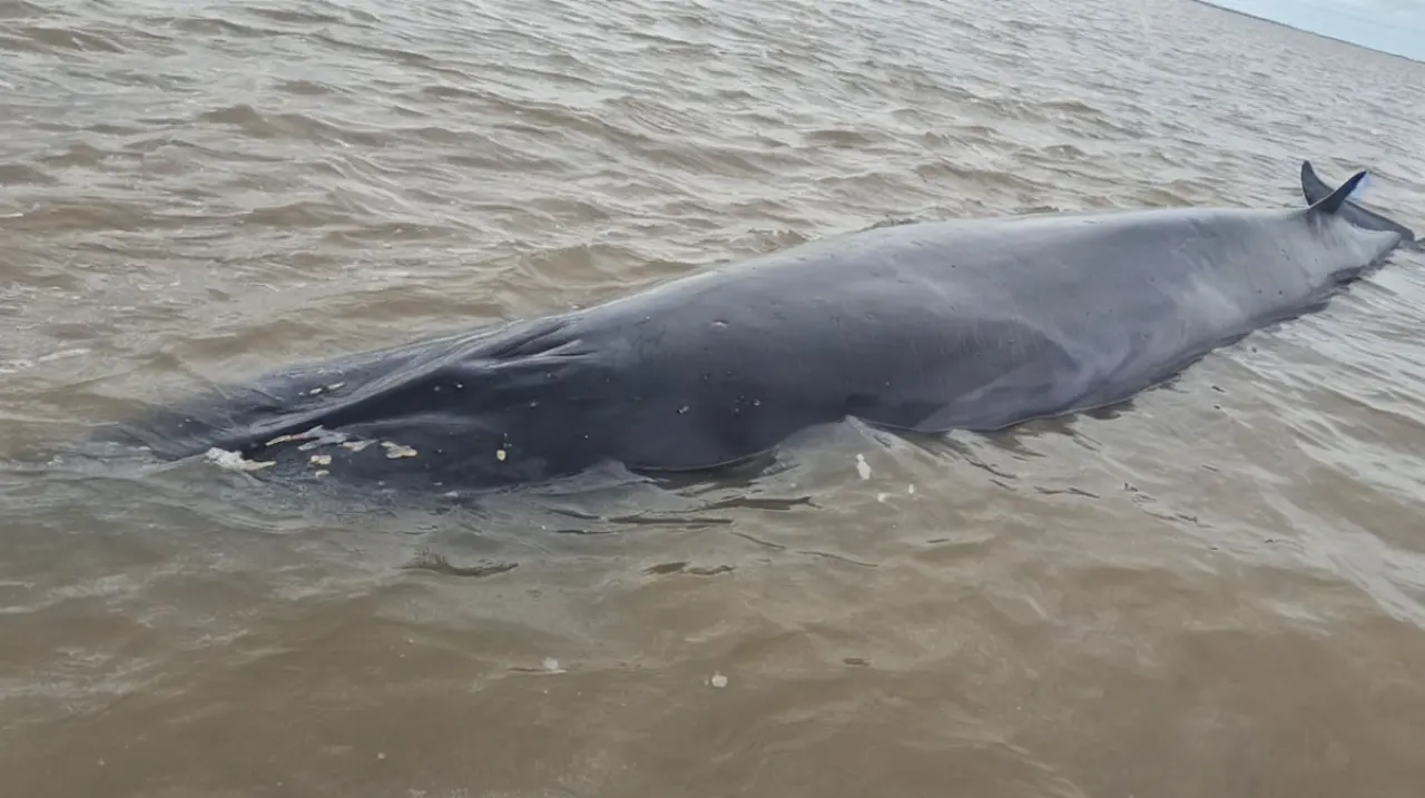 San Isidro: la ballena que quedó varada en un banco de arena murió pese al operativo de rescate