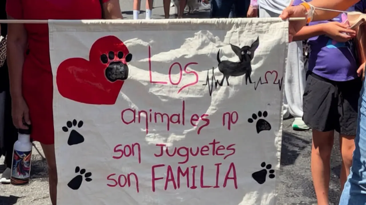 Diputada Ángela Aguilar anuncia un proyecto para endurecer las penas por maltrato animal en Costa Rica