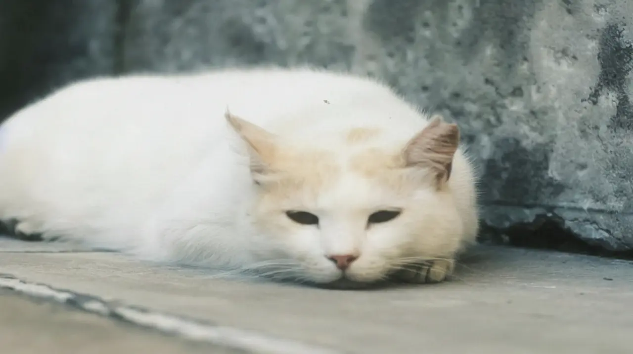 ¿A qué edad se considera a un gato viejo y cómo cuidarlo en sus momentos más complicados?