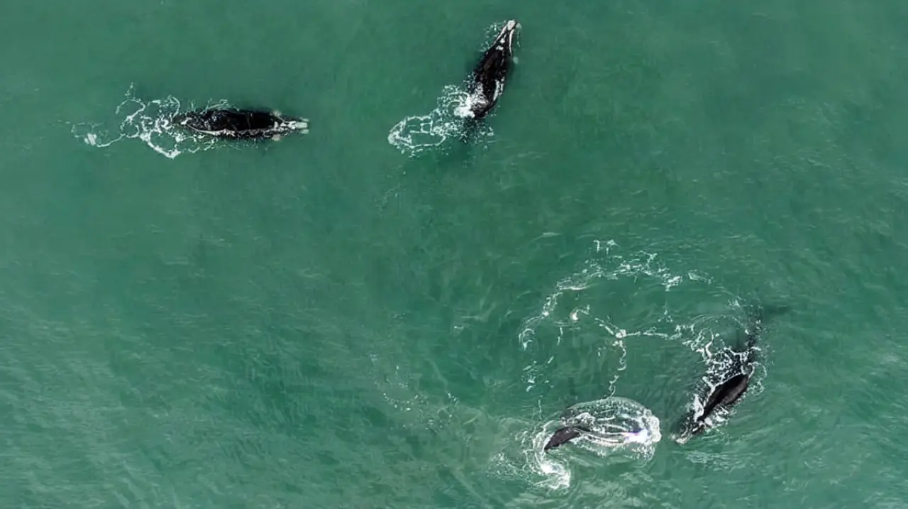 “Le sentí la respiración”: el espectáculo de las ballenas que volvió a sorprender a Costa Esmeralda y Mar del Plata