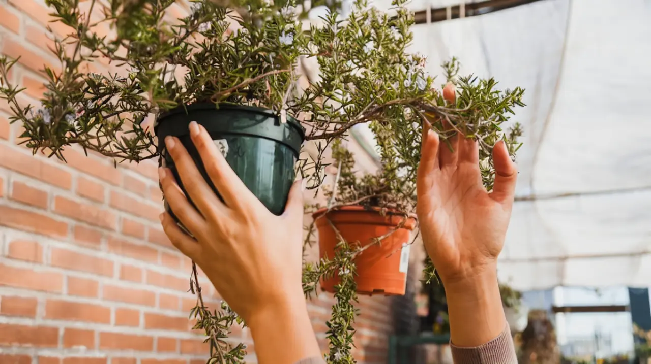 Cómo revivir tus plantas quemadas por el calor, esto es lo que tienes que hacer según los expertos