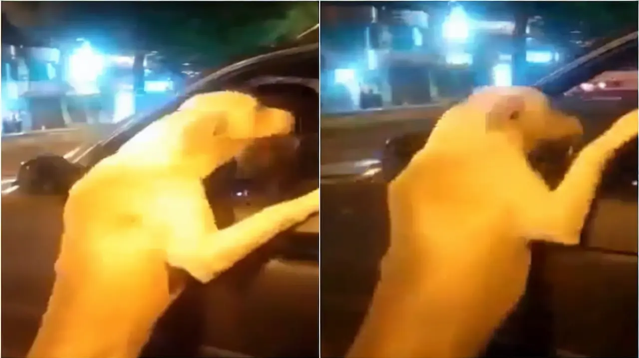 Un perro siguió un auto por varias cuadras en Quito y se abrió un debate por un posible abandono