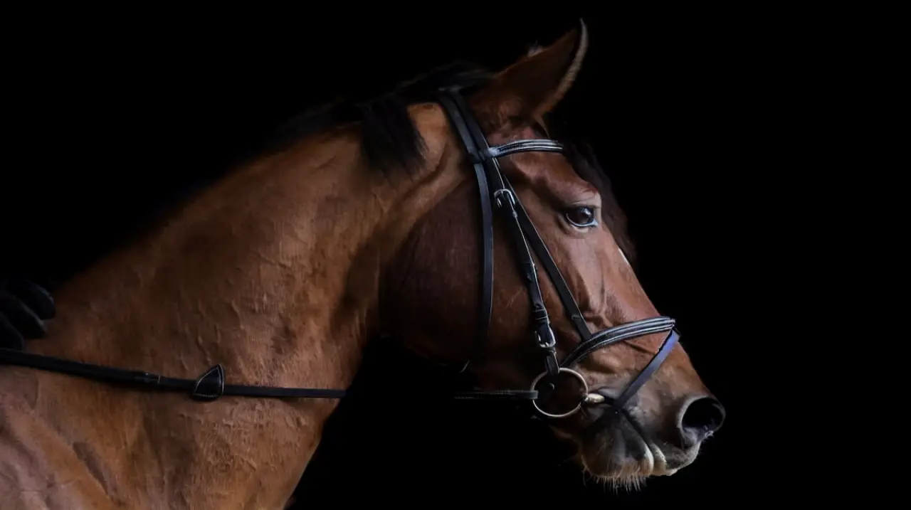 Trazabilidad veterinaria: crece el conflicto por el alcance del control sobre los caballos deportivos