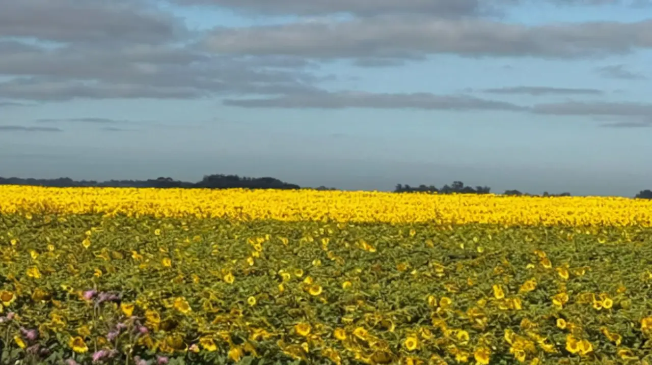 El girasol gana terreno y promete otra campaña fuerte en 2026/27