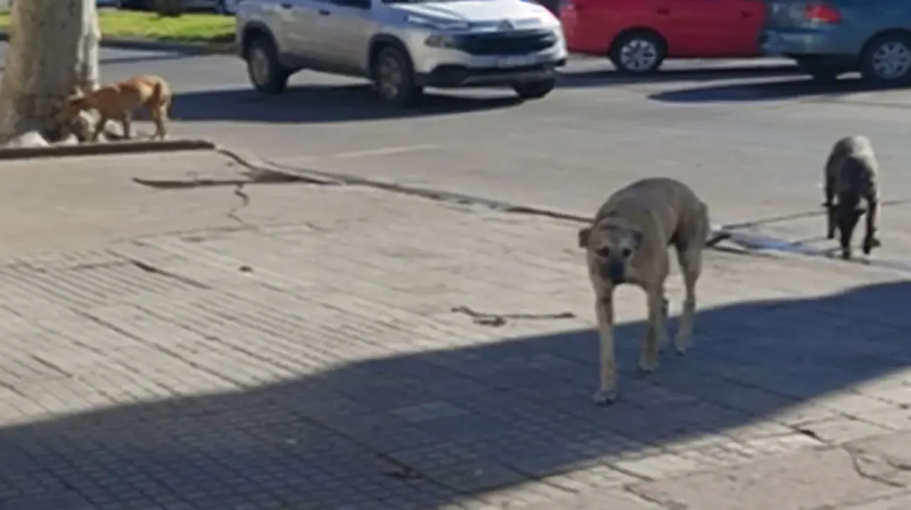 Alertan por presuntos envenenamientos de perros en Bolívar: ya son cuatro los casos denunciados