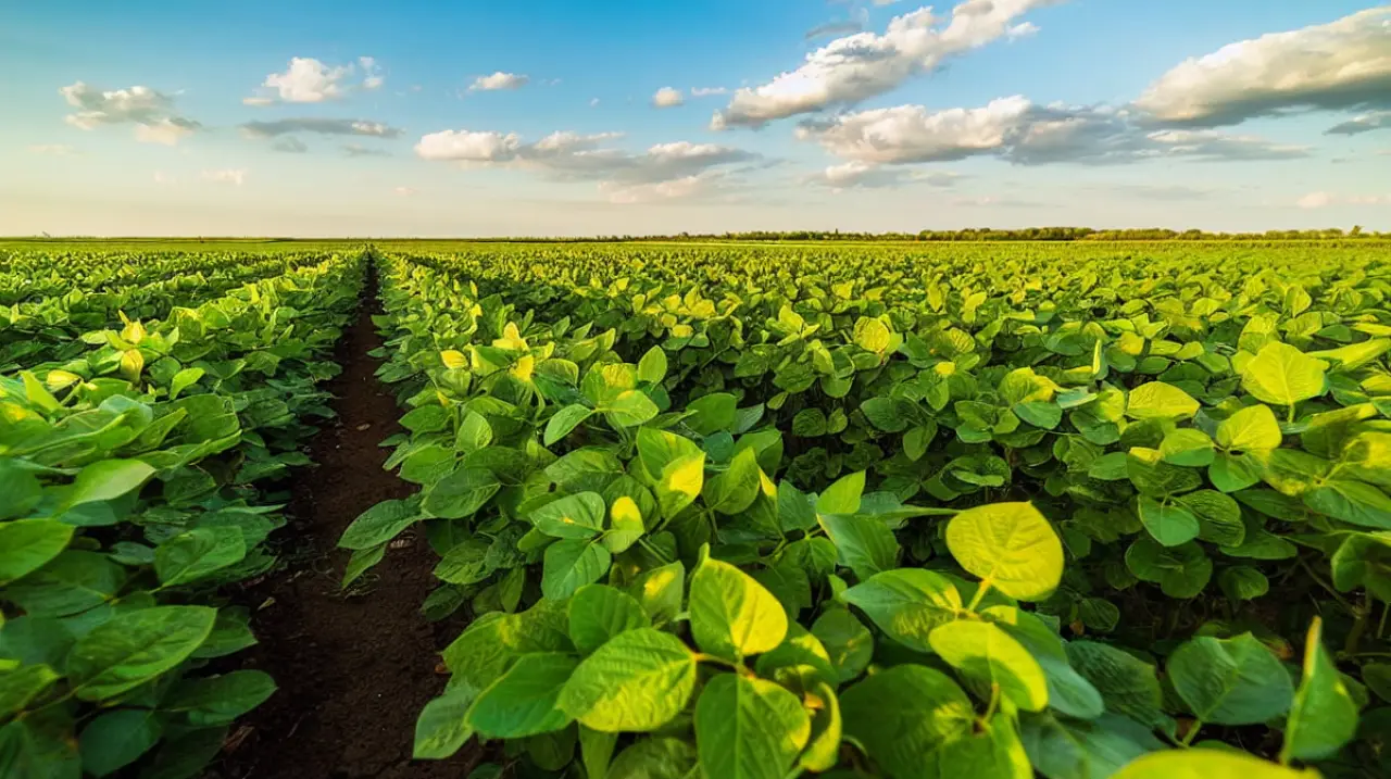 El agro presiona por una ley nacional para definir quién cobra por los créditos de carbono