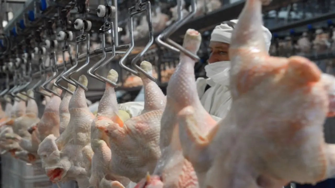 La Unión Europea volvió a habilitar la carne aviar argentina tras recuperar el estatus sanitario