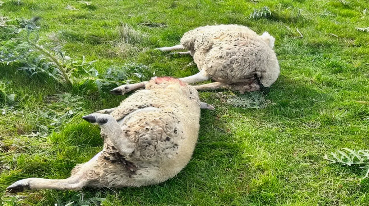 Siete ovejas fueron baleadas en un campo de Castelli y reavivaron la alarma por la caza furtiva