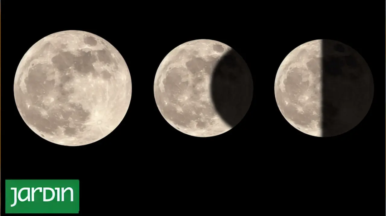 Calendario lunar en el jardín: qué conviene sembrar, trasplantar, podar y cosechar según la fase de la luna