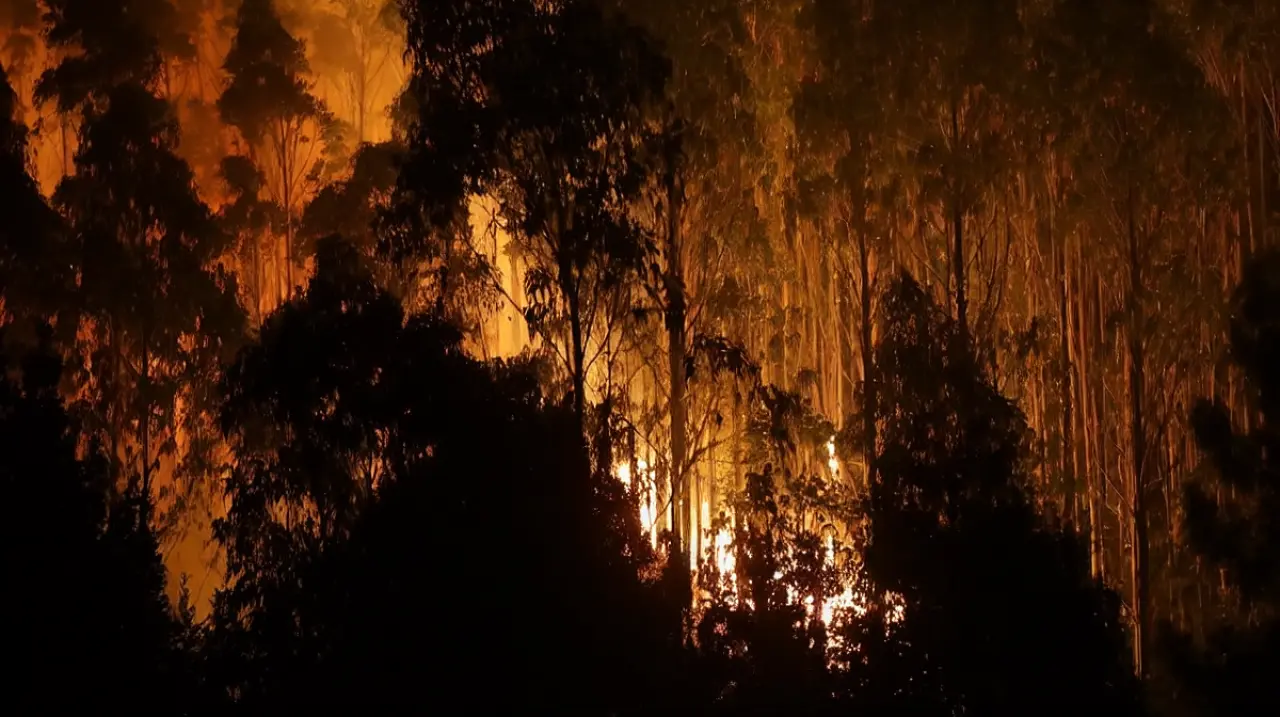 El eucalipto, bajo la lupa por su papel en la expansión del fuego en la Península Ibérica