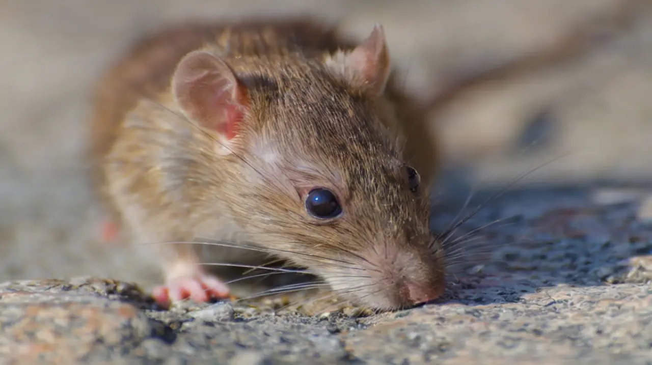 Chile activa una alerta por hantavirus en 13 regiones ante el aumento de muertes