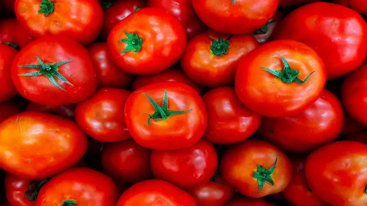 Tomate fuera del mercado: una salida para convertirlo en alimento animal