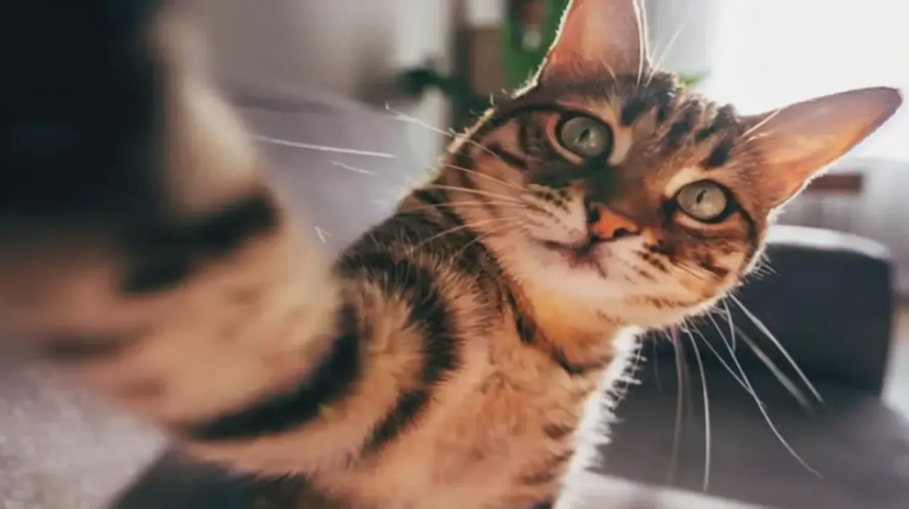 Un hombre ofrece toda su herencia a quien cuide de su gata