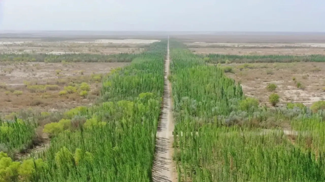 La Gran Muralla Verde china cumple 48 años y expone sus efectos colaterales
