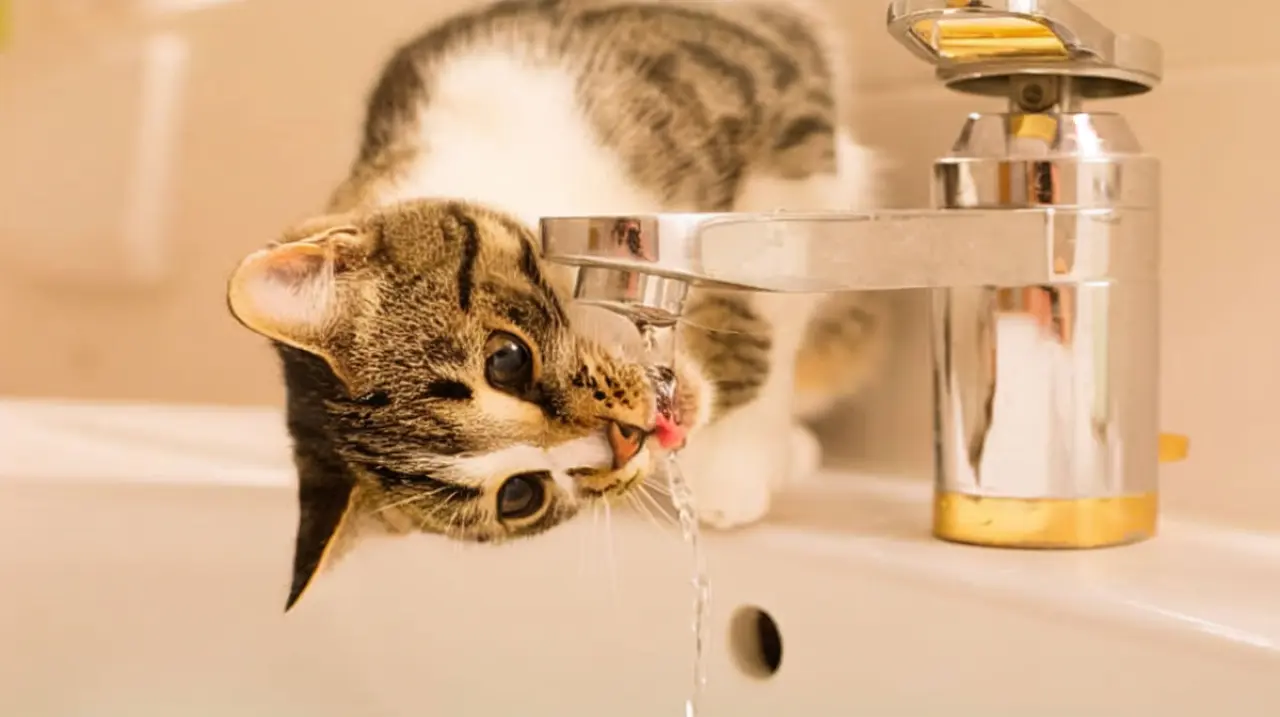 Por qué muchos gatos prefieren beber de la canilla antes que de su plato