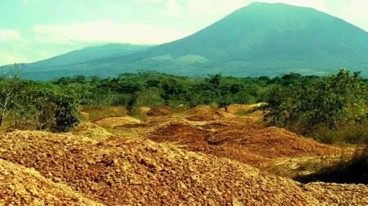 Las 12.000 toneladas de cáscaras de naranja que ayudaron a regenerar un bosque en Costa Rica