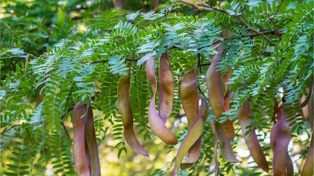 Acacia negra: el árbol que se expandió por el país y hoy cuesta frenar