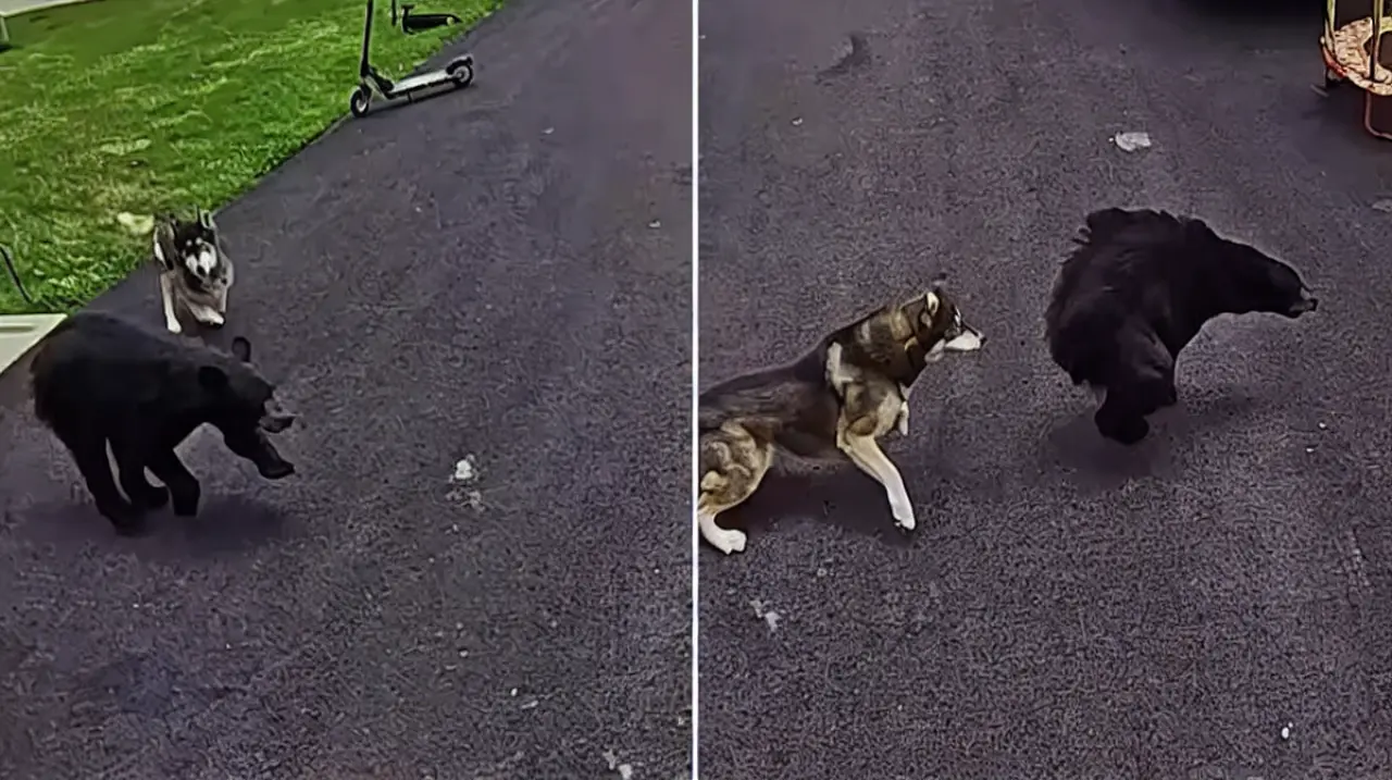 Una husky salvó a un niño de 6 años al ahuyentar a un oso negro en Connecticut