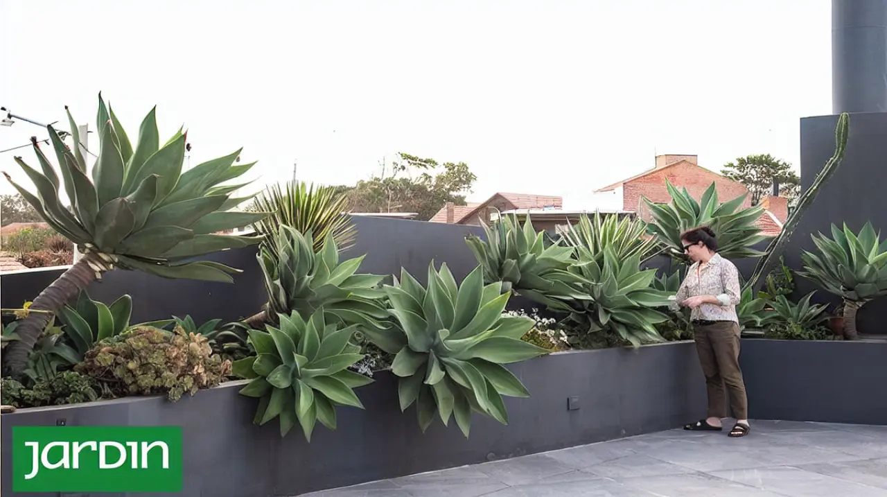 Jardines más simples y resilientes: las plantas de bajo mantenimiento ganan terreno