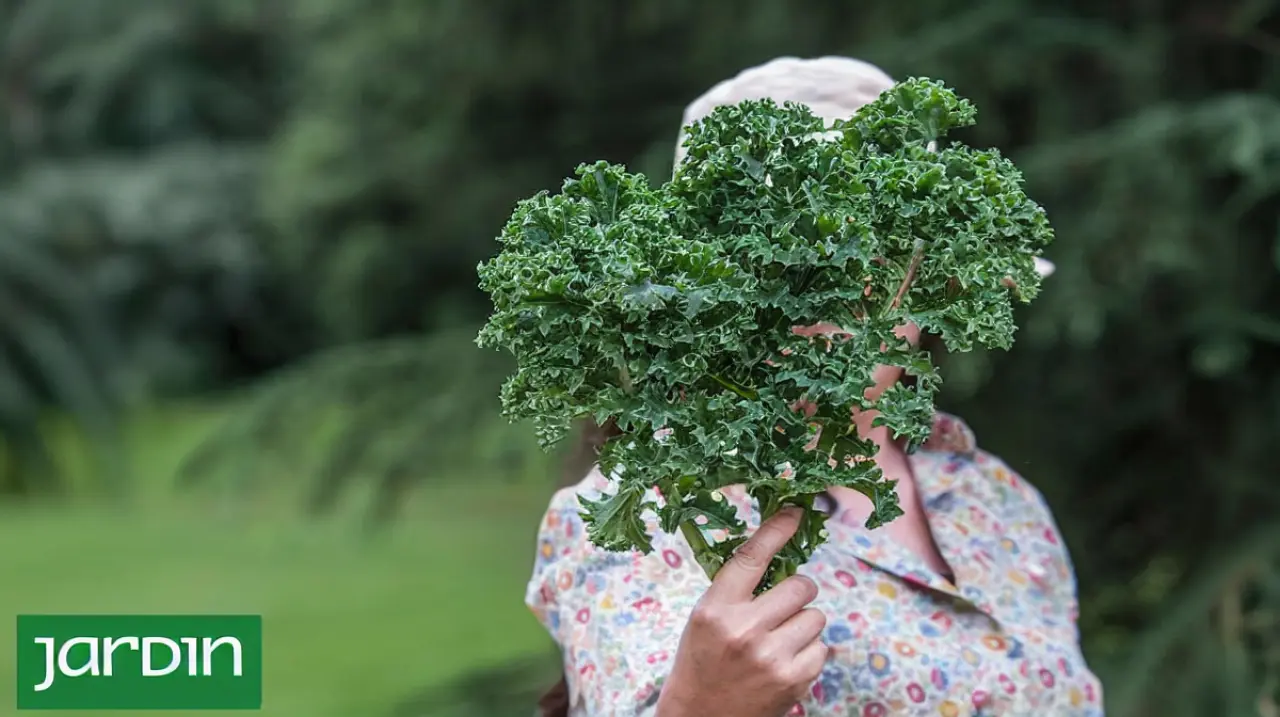 Verduras de invierno: cuáles ganan sabor con el frío