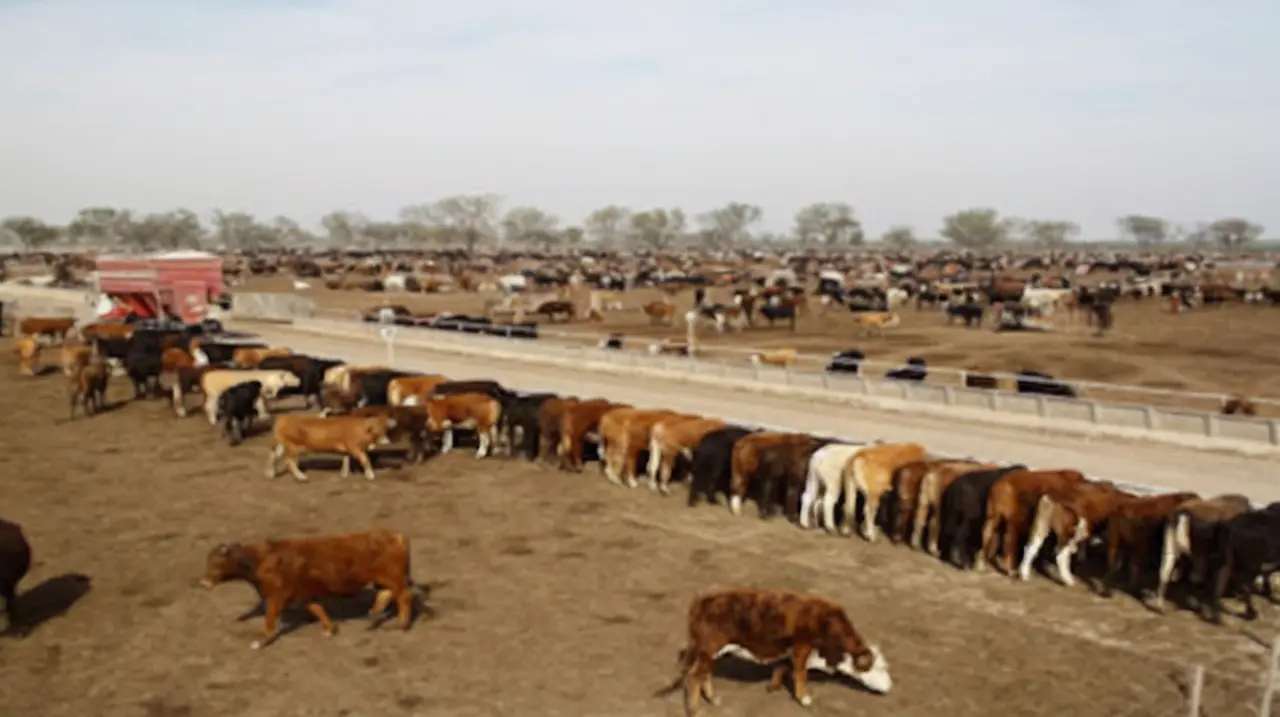 La Nueva Vicentin reactivó un megafeedlot y apoya con $4270 millones a Friar