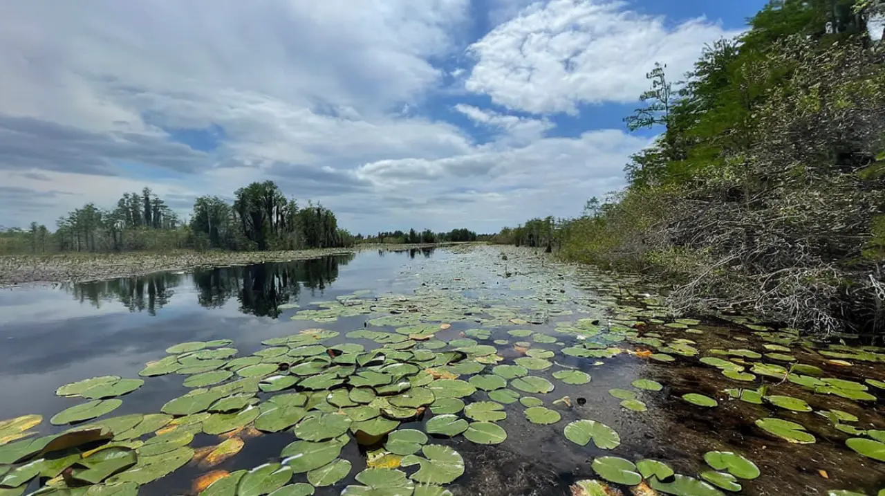 Okefenokee entra en la lista del Patrimonio Mundial y refuerza su valor ecológico en Georgia