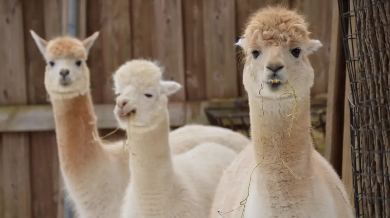 Perú supera el 80% de las alpacas del mundo y refuerza su liderazgo en fibra