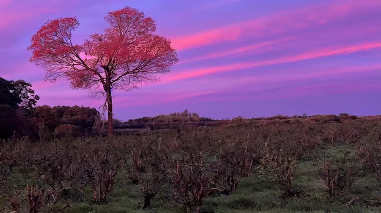 Lapacho Rosa, la marca que nació del árbol que no pudieron tumbar