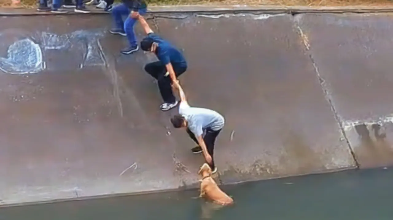 Vecinos hicieron una cadena humana para rescatar a un perro atrapado en un canal en Bogotá