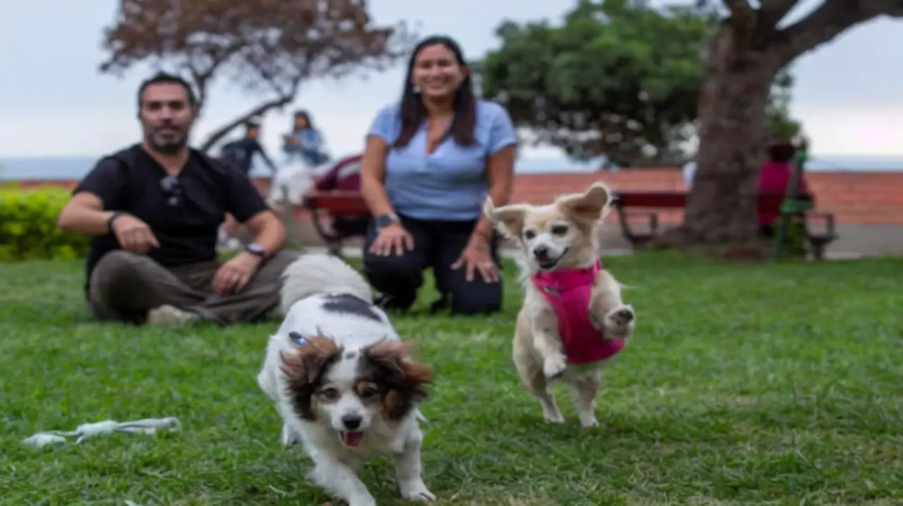 Perros mayores y con discapacidad: las adopciones que cambian una vida