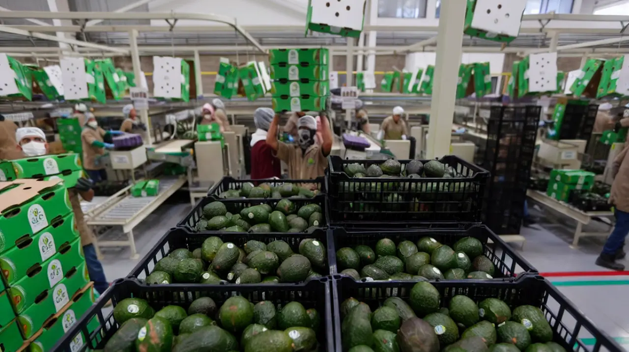 EEUU suspende actividades en Michoacán y se afecta la salida de aguacate