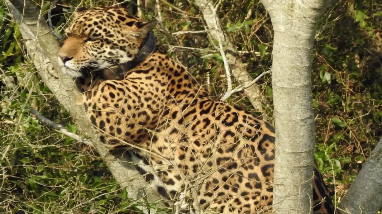 Jasy’i, la yaguareté que quedó acorralada entre pecaríes y el avance de su regreso a Iberá