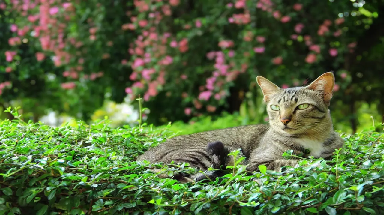 Cuatro plantas comunes que pueden ser tóxicas para tu gato