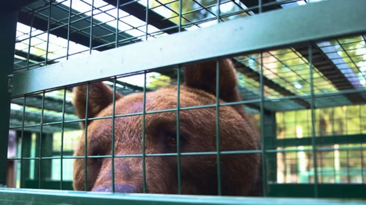 De un zoológico clausurado a un santuario: la historia de dos osos rescatados en Luján
