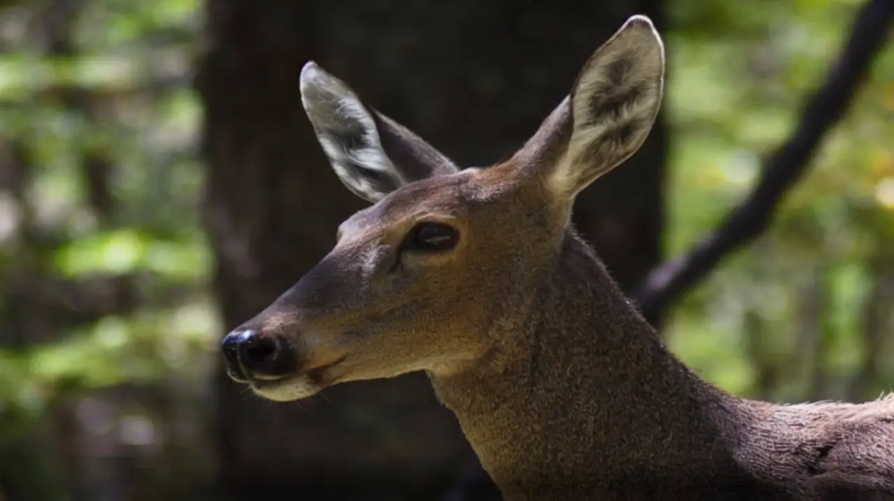 Drones y cámaras térmicas para seguir al huemul, una especie en riesgo en la Patagonia