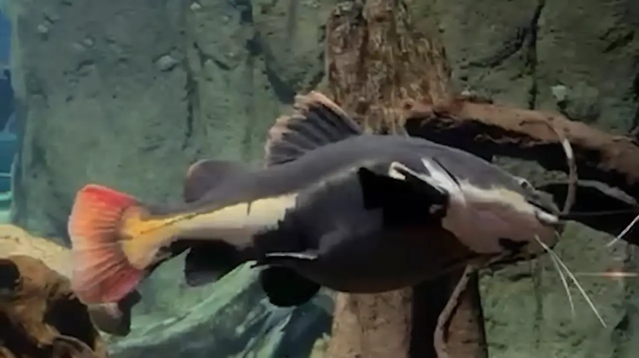 De mascota doméstica a habitante de un gran acuario: la historia de Gordo, el pez que volvió a ver a su cuidador
