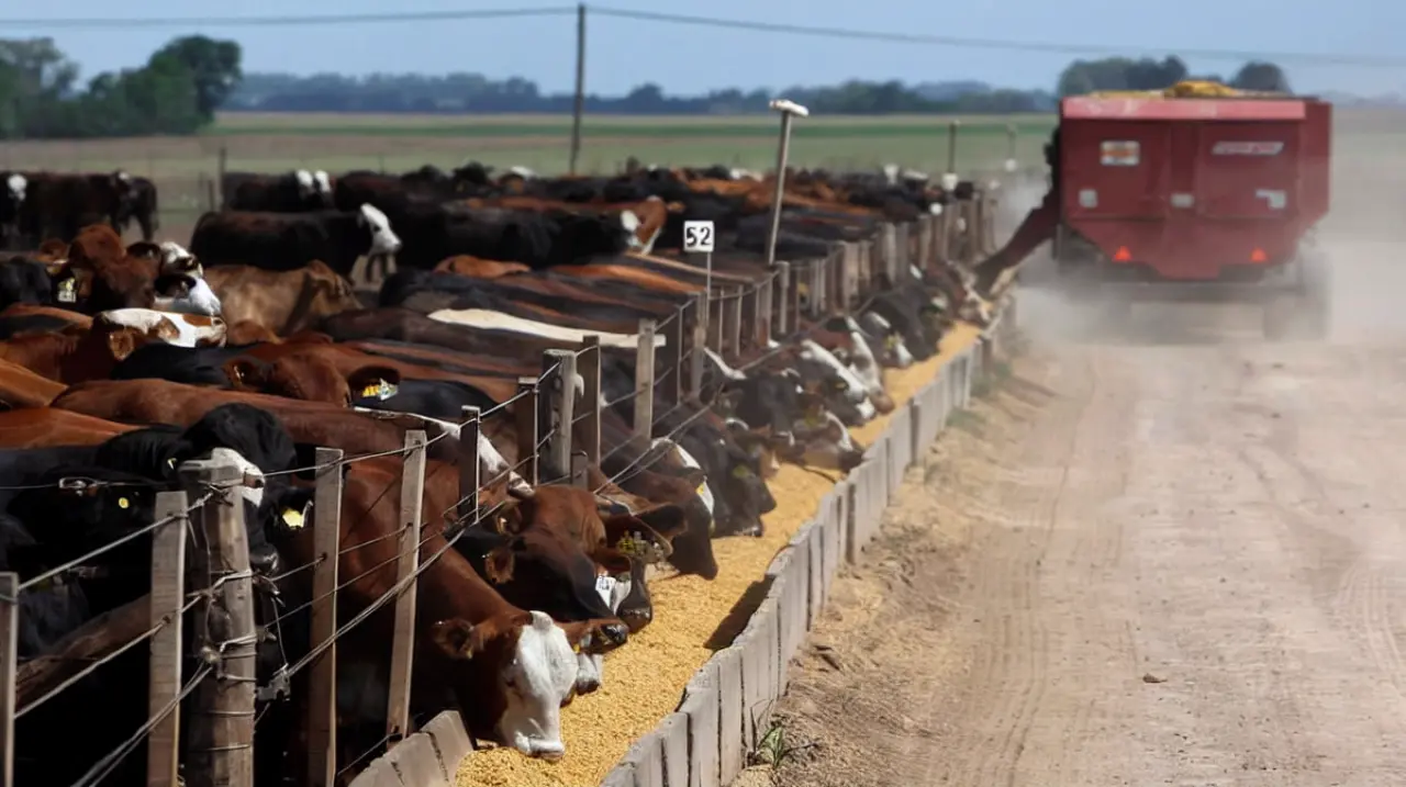 Nuevo posgrado virtual en nutrición de bovinos de carne: fechas, contenidos y արժեք