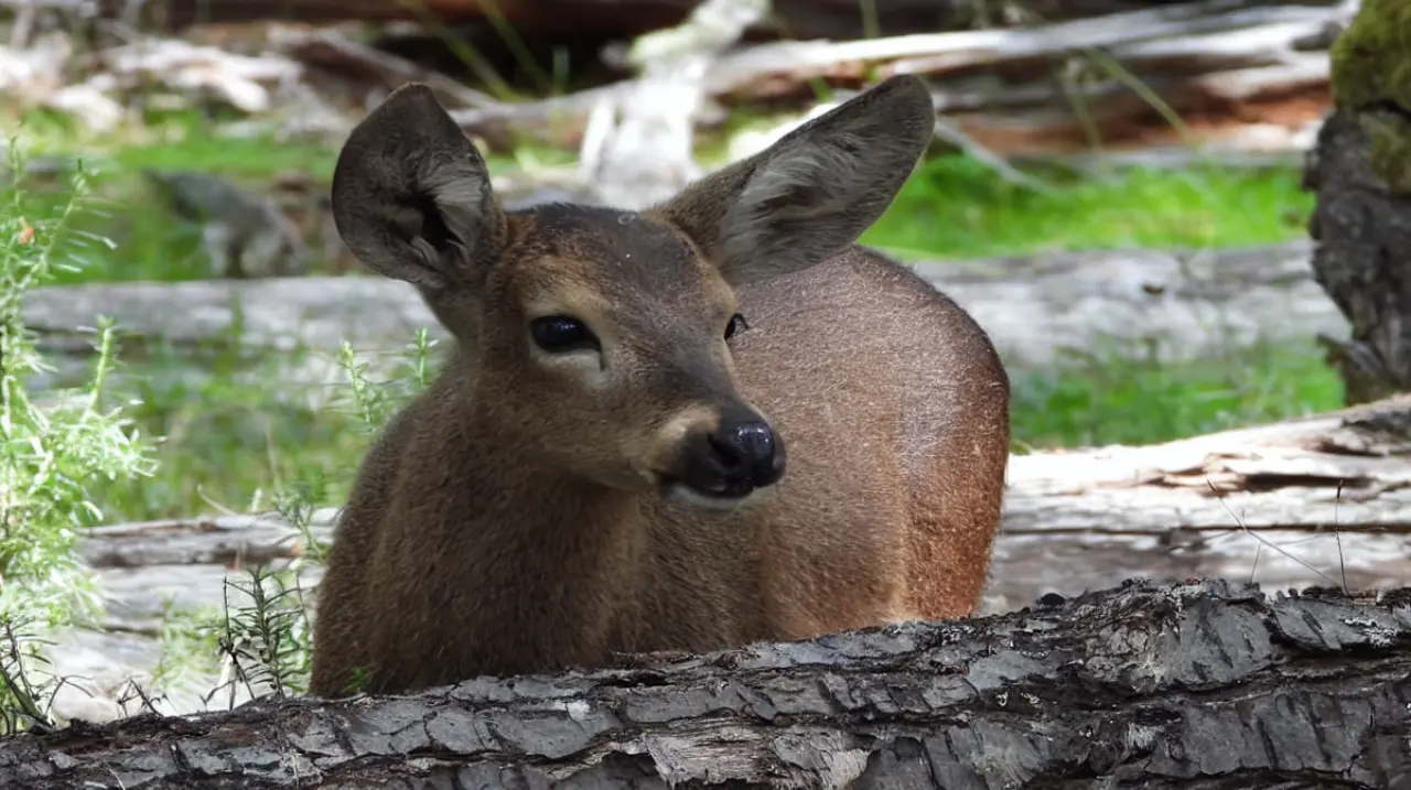 El plan binacional para devolver al huemul a la Patagonia