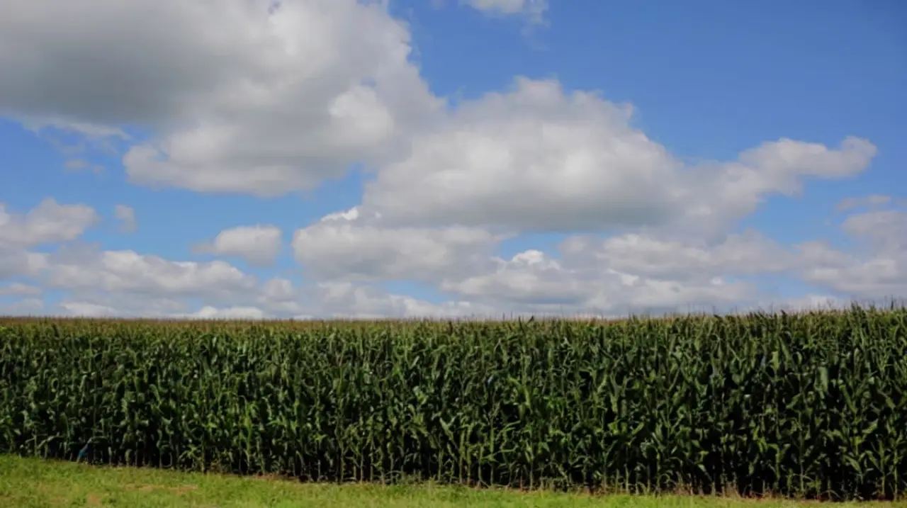 El USDA movió el tablero con recortes de rindes y más área sembrada