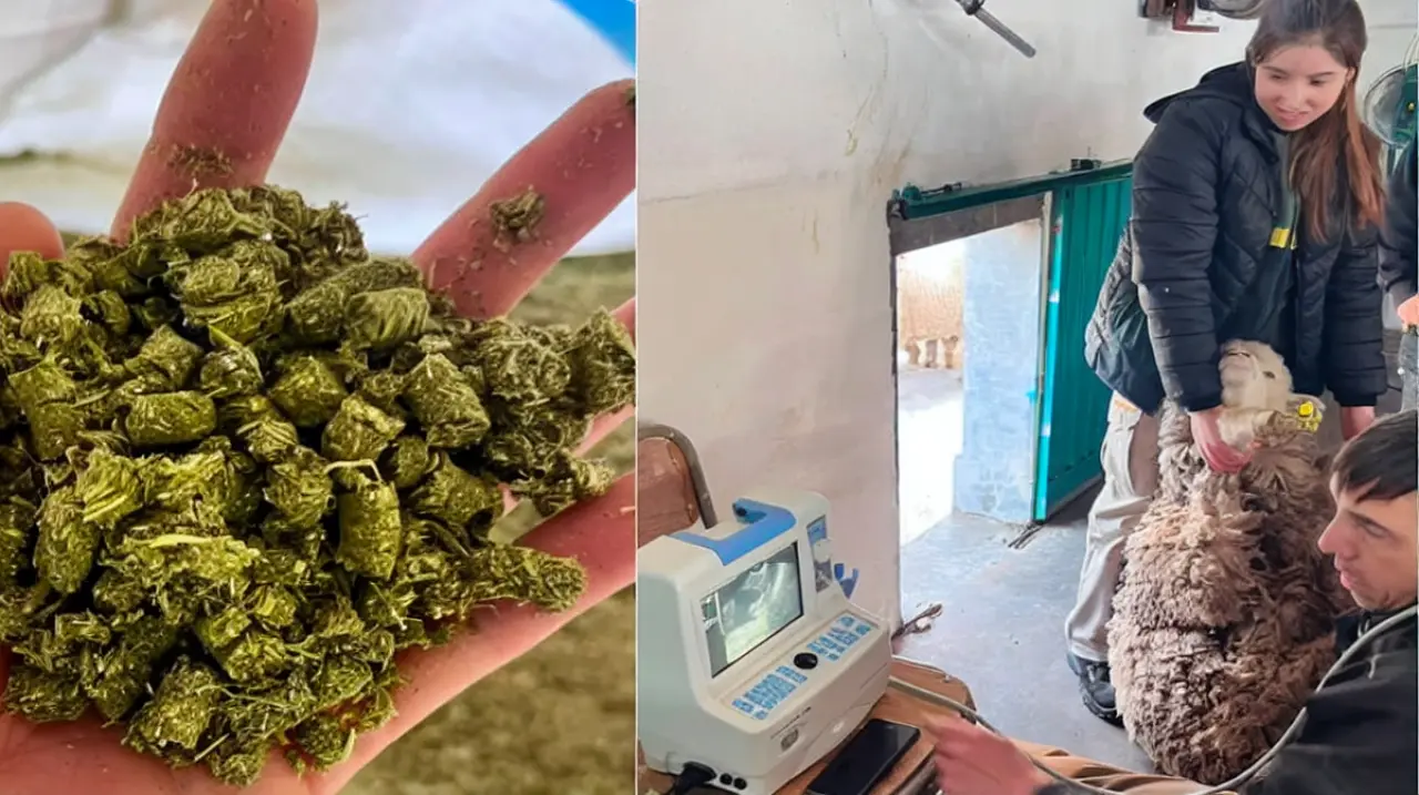 Una escuela de Santa Cruz prueba un suplemento ovino elaborado con materias primas locales