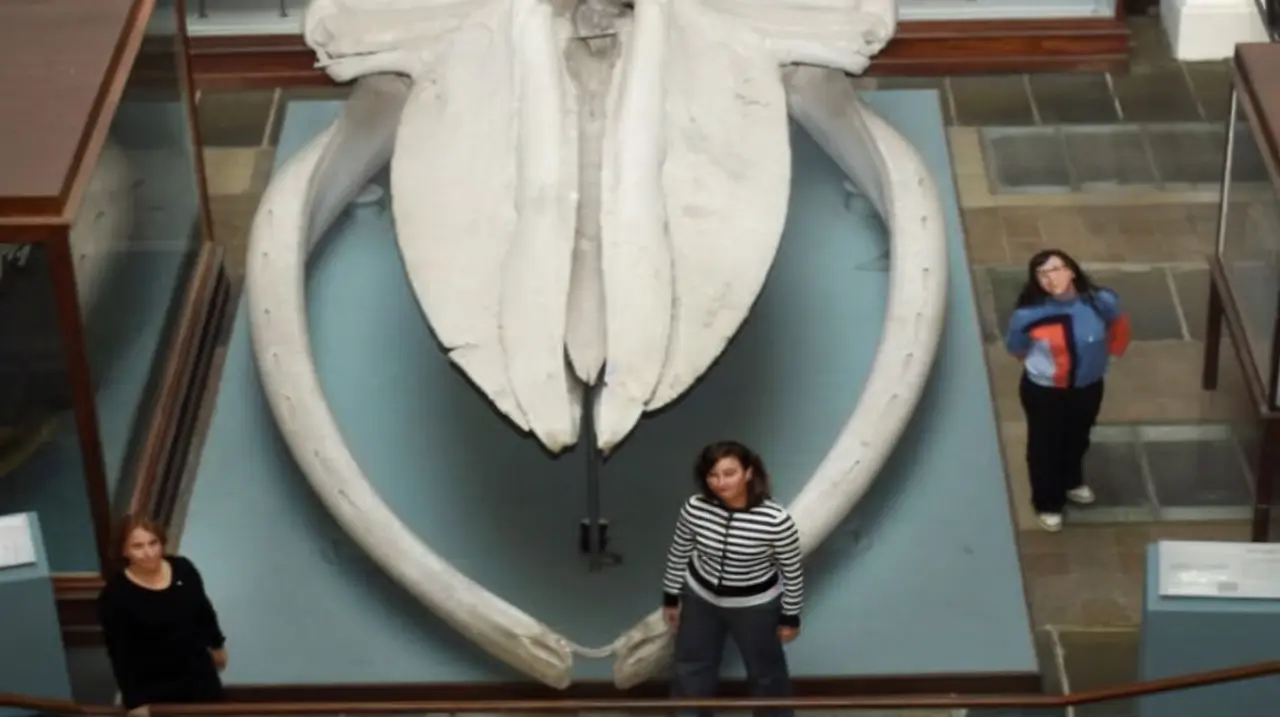 Cómo cambiaron ballenas y delfines en 50 millones de años, según un estudio argentino