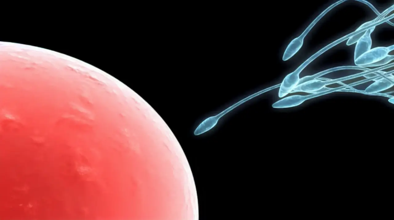 Una IA logra detectar espermatozoides casi invisibles y abre nuevas opciones para la fertilidad masculina