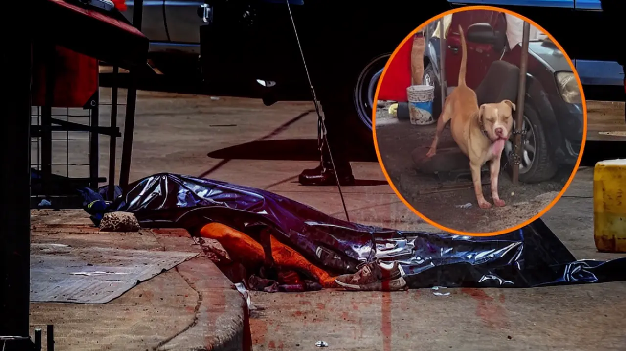 Pitbull mata a un hombre en Indios Verdes y reaviva debate sobre perros peligrosos en CDMX