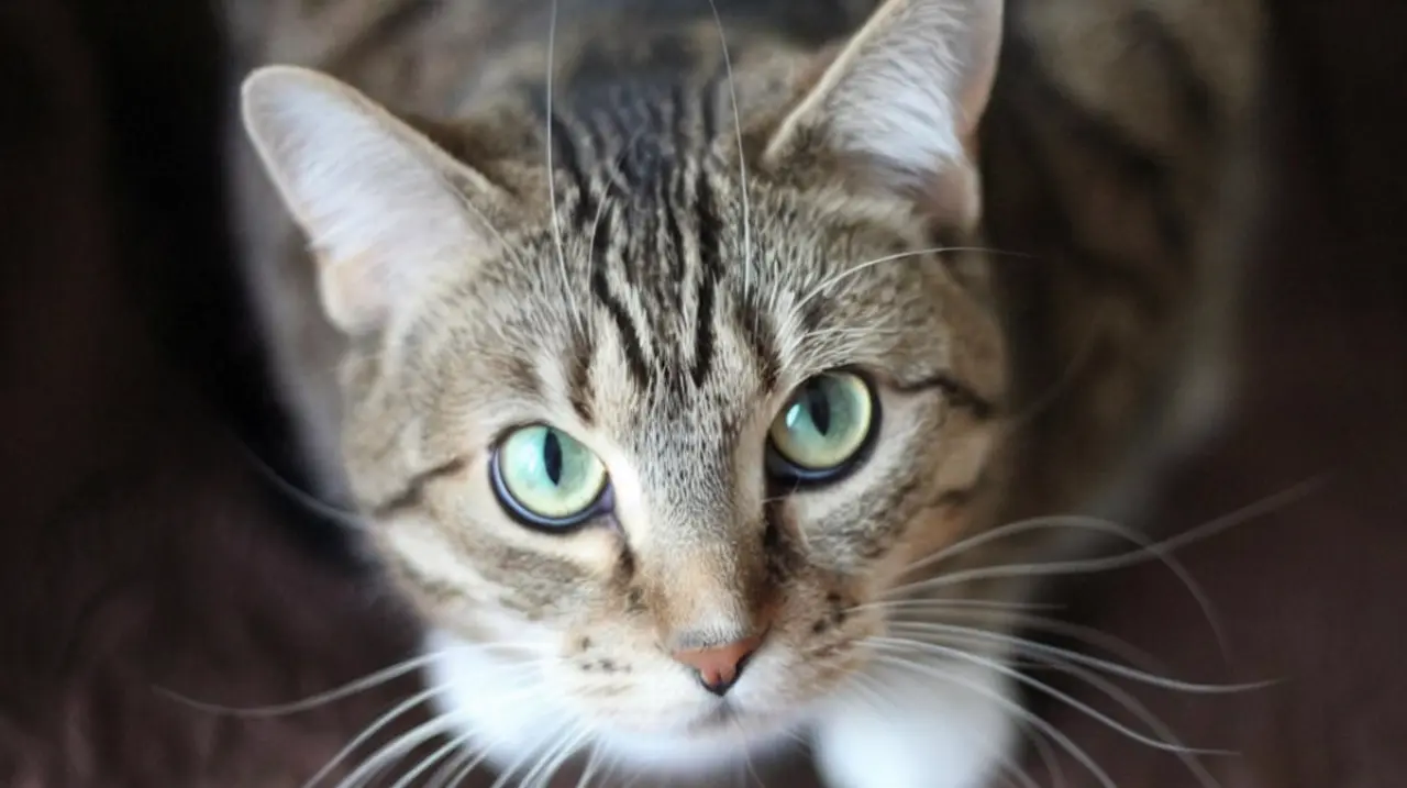 Parásito felino circula en silencio en Costa Rica y podría estar subdiagnosticado
