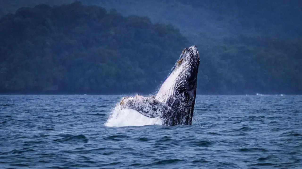 El ruido de las embarcaciones pone en riesgo la comunicación de las ballenas en el Pacífico panameño