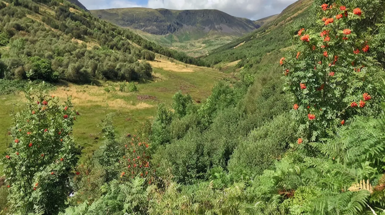 Carrifran, el valle escocés que revive con 750.000 árboles plantados y una pista neolítica decisiva