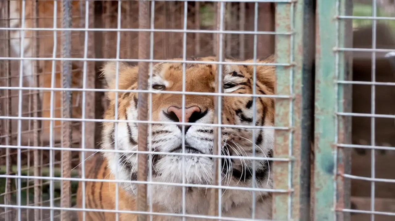 Treinta grandes felinos dejaron el exzoológico de Luján rumbo a dos santuarios en el exterior