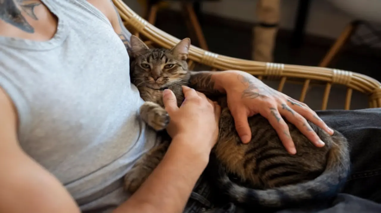 Por qué se le dice “michi” a los gatos y de dónde salió la palabra