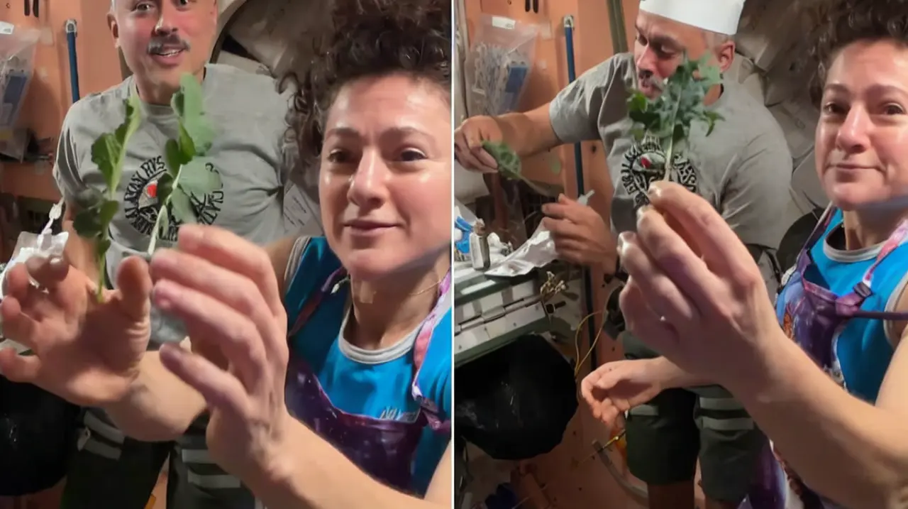 Kale y mostaza en órbita: la NASA avanza en el cultivo de alimentos frescos para misiones largas