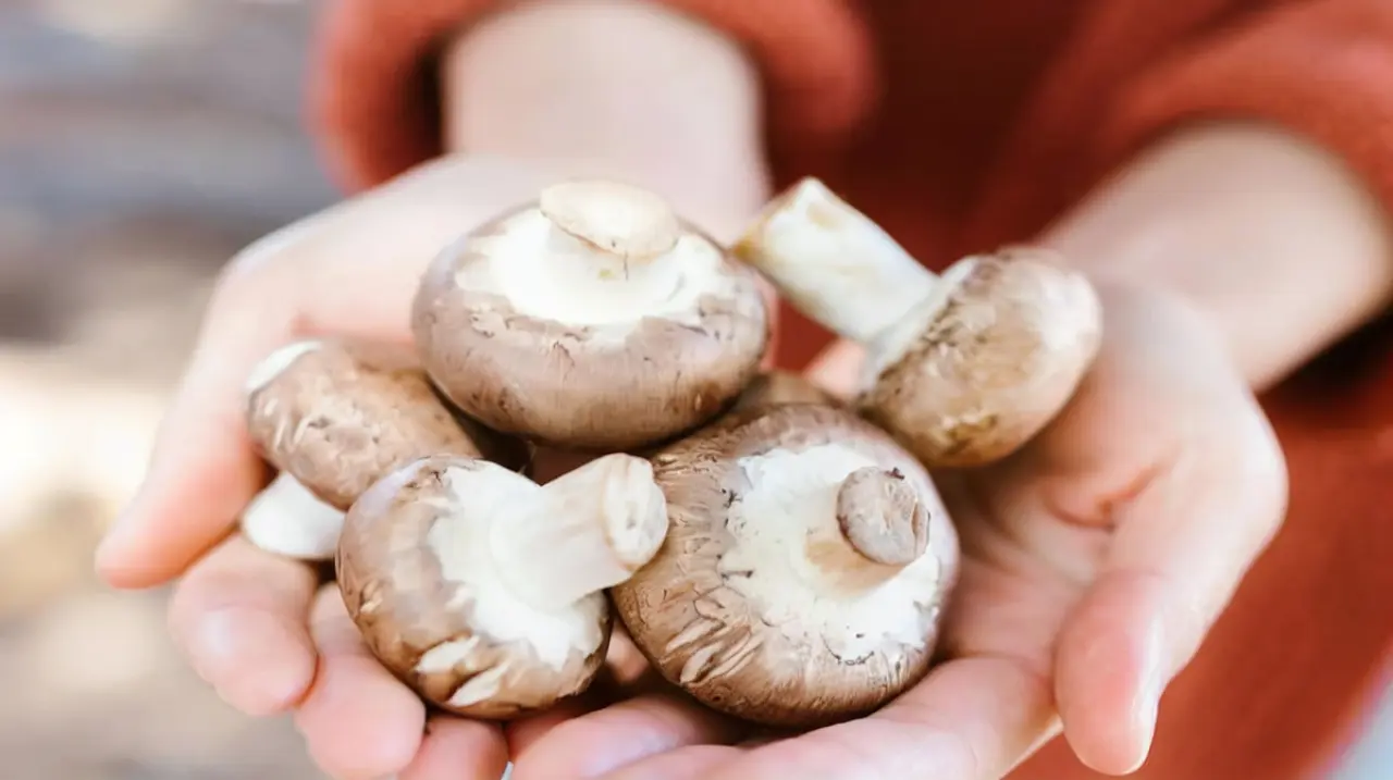 Champiñones: un alimento versátil con fibra, antioxidantes y efectos prebióticos